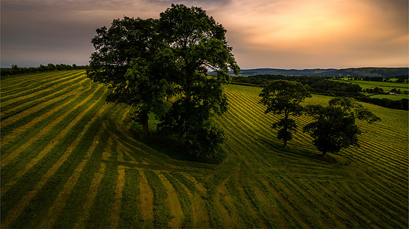 Mowing Grass in Sedgwick