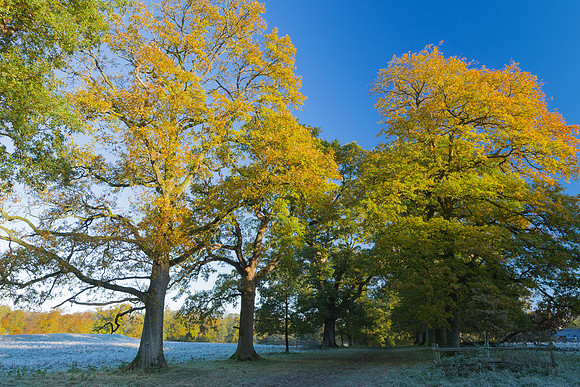 Autumn Leaves