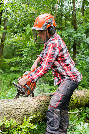 Cleaning up the fallen tree