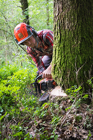 Tree felling