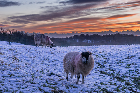 Sheep in Snow at Sunset
