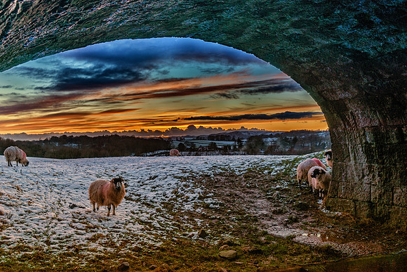 Sheep by Canal Bridge