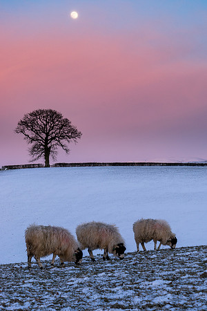 Sheep grazing in front of an Ice Moon