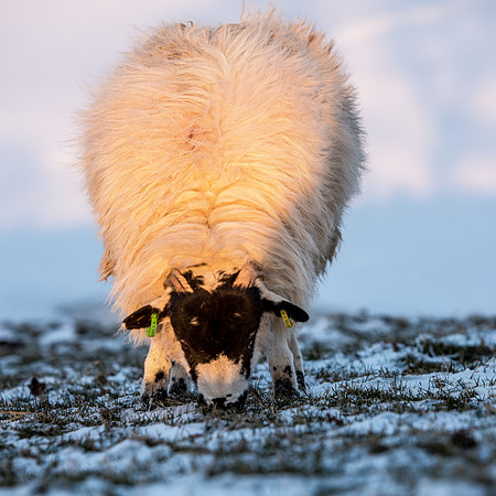 Close up of a sheep on snowy field