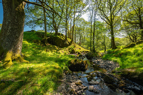 Stream in the Rusland Valley