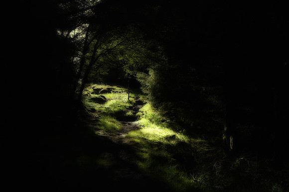 Light in the Forest of Bowland