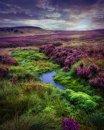 Heather in Trough of Bowland