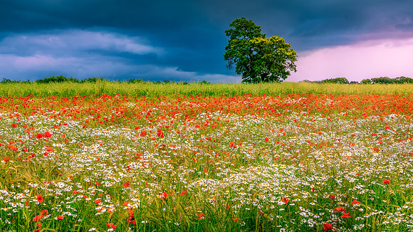 Poppy field