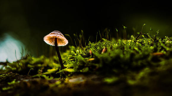 Mycena, Larkrigg Woods Kendal